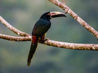 Collared Aracari Pteroglossus torquatus in Costa Rica