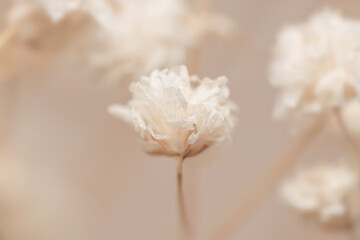 Closeup Dry light small white gypsophila romantic  flower macro with blur background