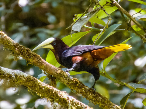 Chestnut-headed Oropendola
Psarocolius wagleri in Costa Rica