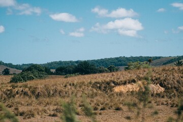 Fototapeta premium landscape with forest