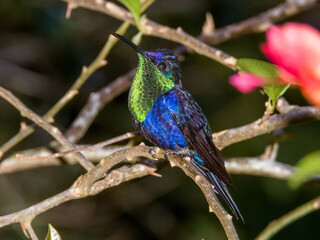 Crowned Woodnymph Thalurania colombica in Costa Rica