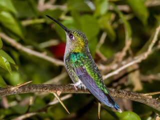Crowned Woodnymph Thalurania colombica in Costa Rica