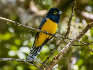 Gartered Trogon Trogon caligatus in Costa Rica