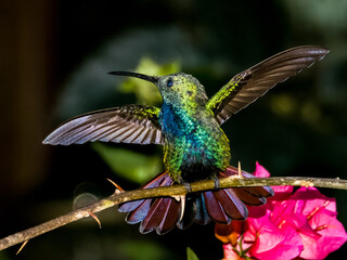 Green-breasted Mango
Anthracothorax prevostii in Costa Rica