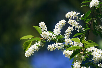 Flowers of Prunus Padus by the Olterudelva River, Toten, Norway, in May.
