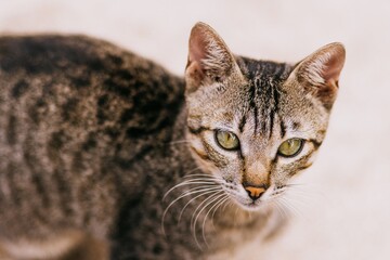 Obraz premium cat