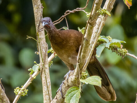 Grey-headed Chachalaca
Ortalis cinereiceps