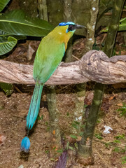 Lesson's Motmot Momotus lessonii in Costa Rica