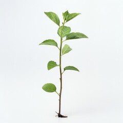 Fototapeta premium One plant on white background.