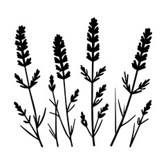 Lavender vector design illustration of flowers