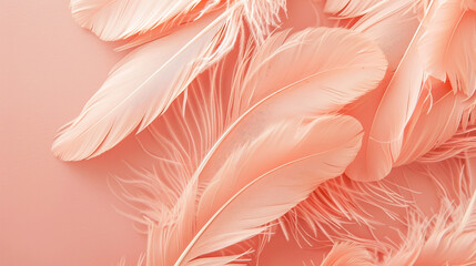 Coral pink pastel feather background