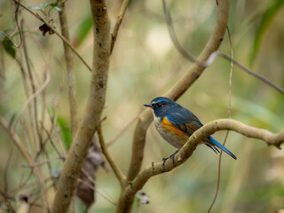 森の中で枝に留まっているルリビタキの雄