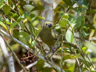 Palm Tanager Thraupis palmarum in Costa Rica