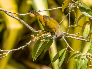 Scarlet-rumped Tanager Ramphocelus passerinii in Costa Rica