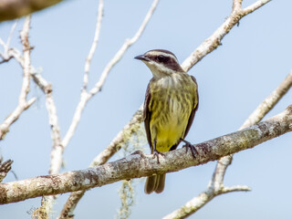 Piratic Flycatcher Legatus leucophaius in Costa Rica
