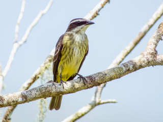 Fototapeta premium Piratic Flycatcher Legatus leucophaius in Costa Rica