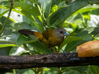 Scarlet-rumped Tanager Ramphocelus passerinii in Costa Rica