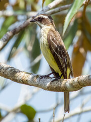 Piratic Flycatcher Legatus leucophaius in Costa Rica