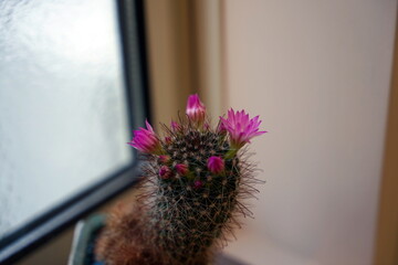 Cactaceae Cactus flower サボテン