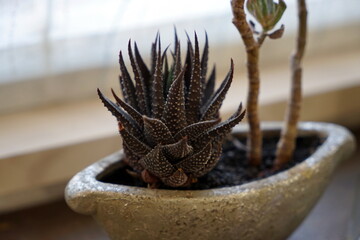 Cactaceae Cactus flower サボテン