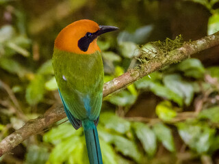 Rufous Motmot Baryphthengus martii iin Costa Rica