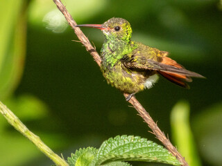 Rufous-tailed Hummingbird Amazilia tzacatl in Costa Rica