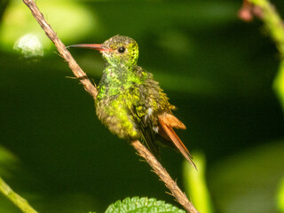 Rufous-tailed Hummingbird Amazilia tzacatl in Costa Rica
