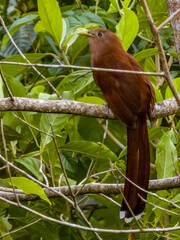 Squirrel Cuckoo Piaya cayana in Costa Rica
