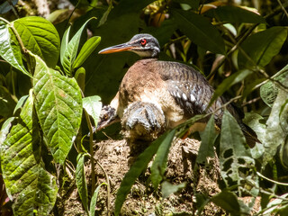Sunbittern Eurypyga helias in Costa Rica