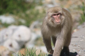 Naklejka premium 地獄谷野猿公苑（長野県・山ノ内町）