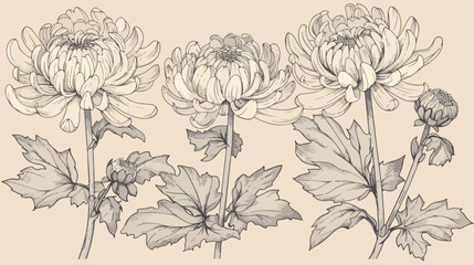 Japanese chrysanthemum Four. Four with contour hand 