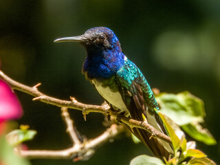 White-necked Jacobin Florisuga mellivora in Costa Rica