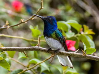 White-necked Jacobin Florisuga mellivora in Costa Rica