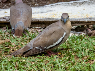 White-winged Dove Zenaida asiatica in Costa Rica