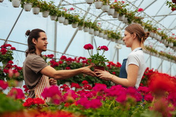 Handing a potted flower in a greenhouse
