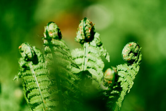 Ferns by the Olterudelva River, Toten, Norway, in May.