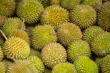 Lots of spiky tropical durian fruit