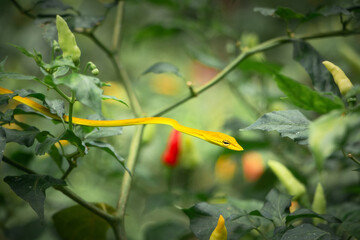 Thin yellow snake slithering among the chill pepper plants in the tropical environment of Sumatra island
