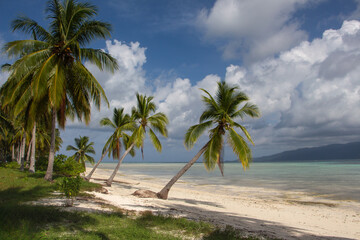 Obraz premium White sand beach, turquoise waters, coconut palm trees and blue sky at the coast of tropical Kaniungan island in Kalimantan Timur district