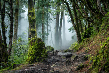 Magical mossy forest woodland of foggy Lantang valley of north-central Nepal in Bagmati Province