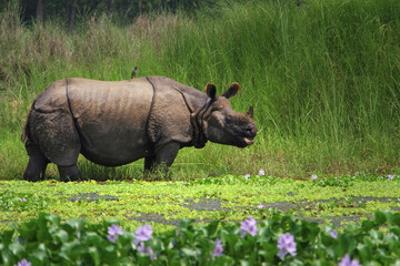 Mature one-horned rhino in the grasslands, at the edge of a river in Chitwan national park © Vladimir