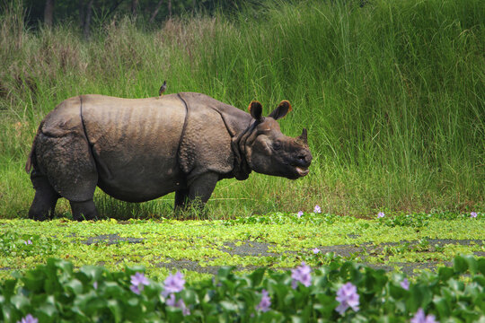 Mature one-horned rhino in the grasslands, at the edge of a river in Chitwan national park
