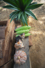 Two cute kittens, one yellow and one grey,  an the bench among vegetables and fruit, looking up at camera
