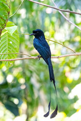 Fototapeta premium The Greater Racket-tailed Drongo, scientifically known as Dicrurus paradiseus, is a striking bird species found in various parts of Asia, including the Indian subcontinent.