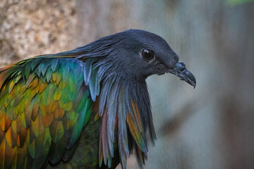 Obraz premium The Nicobar pigeon or Nicobar dove is a bird found on small islands and in coastal regions from the Andaman and Nicobar Islands, India, east through the Indonesia.