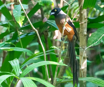 The Andaman Treepie, scientifically known as Dendrocitta bayleyi, is a species of bird endemic to the Andaman Islands in the Bay of Bengal, India.