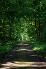 Fototapeta premium Waldweg