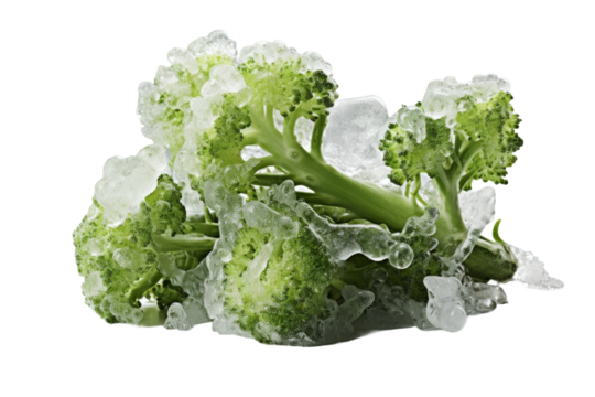 Chilled Green Goodness: A Frozen Broccoli Bouquet on a White or Clear Surface PNG Transparent Background.