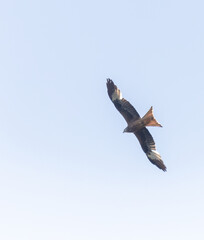 Raubvogel im Flug