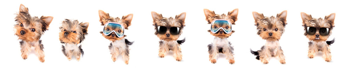 Funny cute dog on ski mask and sunglasses isolated on white background